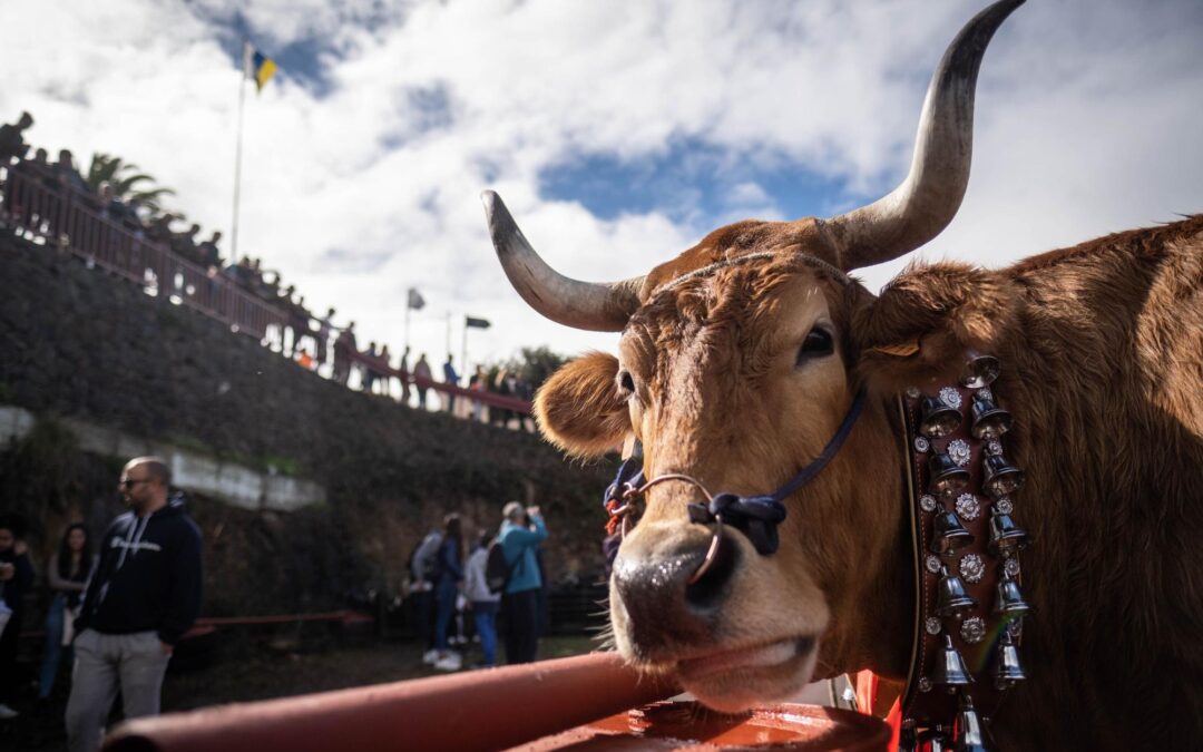 El Gobierno de Tacoronte destina 45.000 euros al impulso de la agricultura y la ganadería para la mejora de la soberanía alimentaria