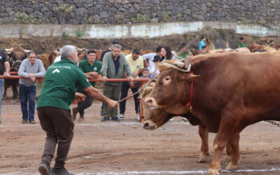 Tacoronte encara la recta final del programa de actos festivos en honor a San Antonio Abad