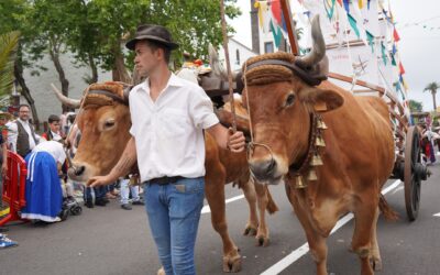 Tacoronte celebra este domingo la 33ª Romería en honor a San Isidro Labrador