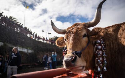 El Gobierno de Tacoronte destina 45.000 euros al impulso de la agricultura y la ganadería para la mejora de la soberanía alimentaria