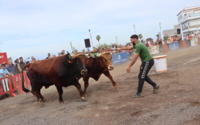 Tacoronte inicia este domingo la fiesta ganadera en honor a San Antonio Abad