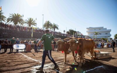 El Concurso de Arrastre de Ganado abre la programación festiva en honor a San Antonio Abad