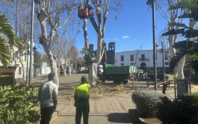 Labores de poda y mantenimiento de la arboleda de la Plaza del Cristo