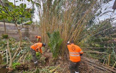 En marcha los trabajos de limpieza de parcelas para minimizar los daños frente a incendios forestales